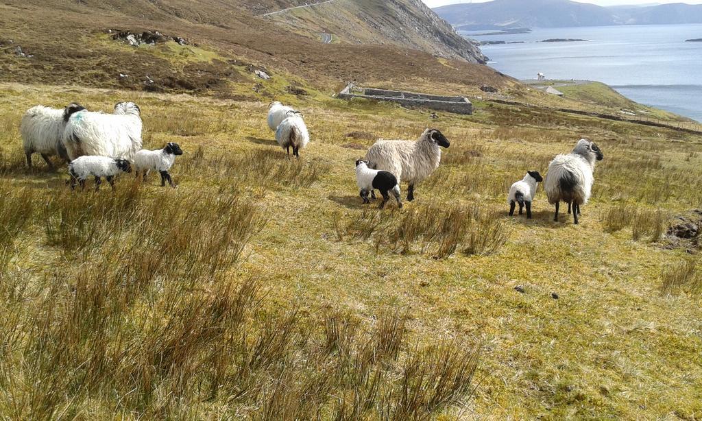 Achill West Coast House Bed and Breakfast Dooagh Eksteriør billede